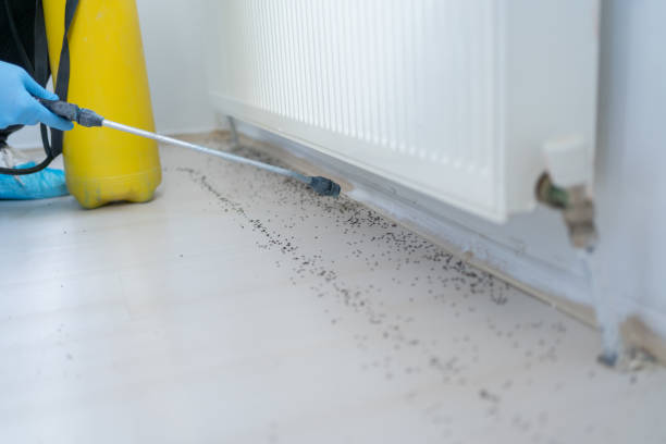 Best Termite Control Services  in Walker, MI
